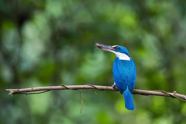 Collared Kingfisher Con Cricket — Foto de Stock