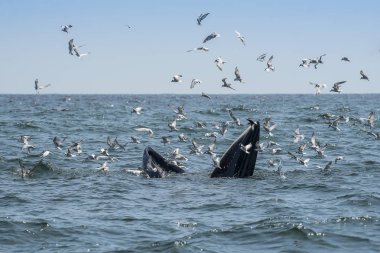 Bangtaboon Phetchaburi Tayland 'da Bryde Balinası