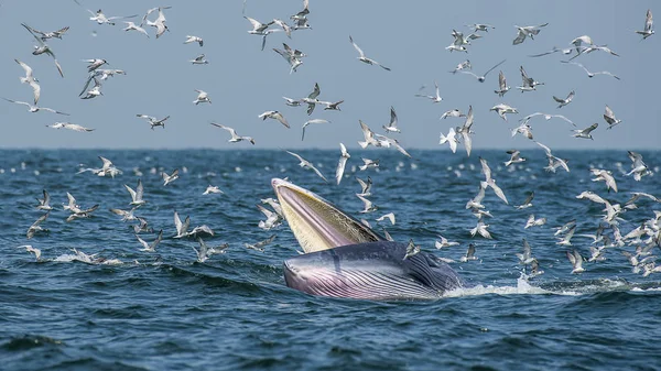 Bangtaboon Phetchaburi Tayland 'da Bryde Balinası
