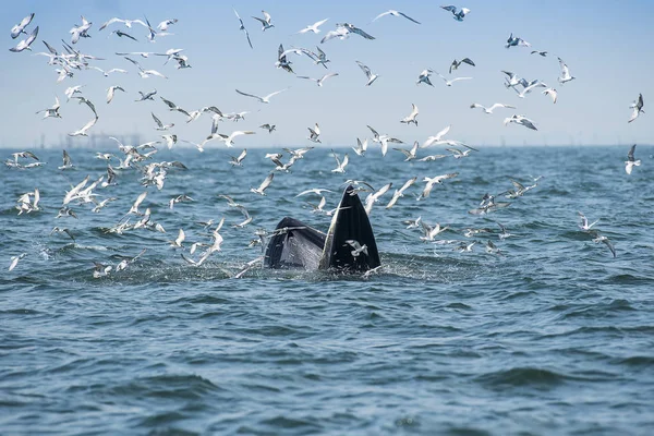 Bangtaboon Phetchaburi Tayland 'da Bryde Balinası