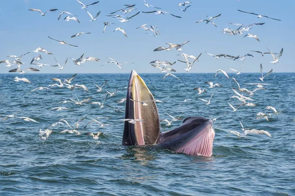 Bangtaboon Phetchaburi Tayland 'da Bryde Balinası