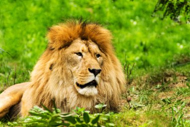 Aslan erkek. Panthera leo.