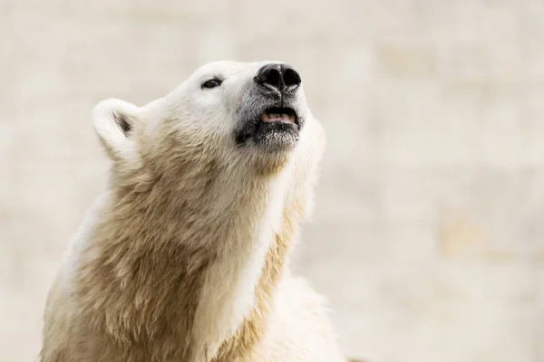 Isbjörn. Ursus maritimus. — Stockfoto