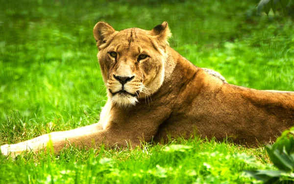 Lioness female. Panthera leo. — Stock Photo, Image