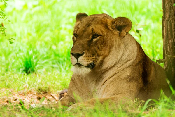 Mulher leoa. Panthera leo . — Fotografia de Stock