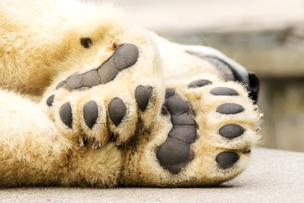 Łapy niedźwiedzia polarnego. Ursus maritimus. — Zdjęcie stockowe