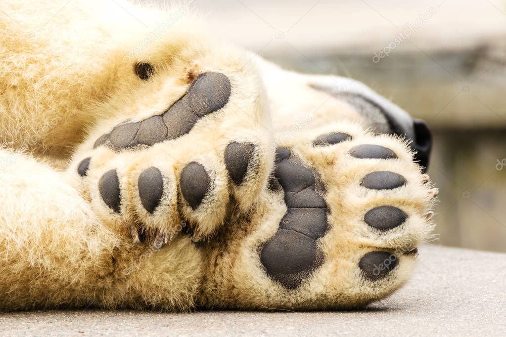 Paws of polar bear. Ursus maritimus.