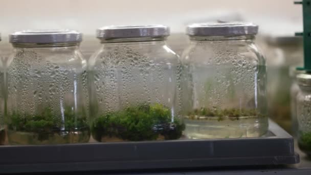 Bitki doku kültürü Laboratuvarı tüpler — Stok video