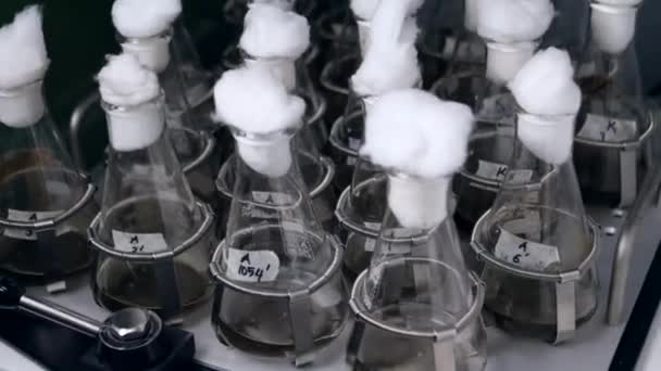 Frascos de laboratorio agitando cultivo microbiano de tejido líquido en agitador, incubadora — Vídeos de Stock