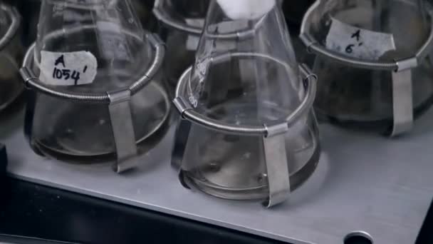 Εργαστήριο μπουκάλια ανάδευση υγρών ιστού μικροβιακός πολιτισμός στο σέικερ, θερμοκοιτίδα — Αρχείο Βίντεο