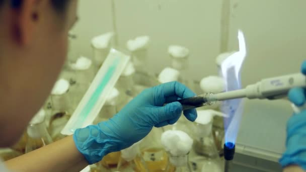 Aseptische organisme incubatie in laboratorium. Wetenschapper vrouw die werkt met vlam lamp microbiologie lab. — Stockvideo