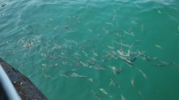 Peixes vivos comendo pão no mar. Vista de balsa em Istambul - Turquia — Vídeo de Stock