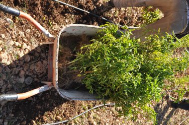 Bir el arabası üzerinde sürdürülebilir bir çiftlikte mevsimlik büyüyen organik biber hasat çiftçi üretmek