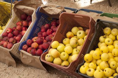 Kırmızı ve yeşil organik elma meyve açık çiftlikte pazarda