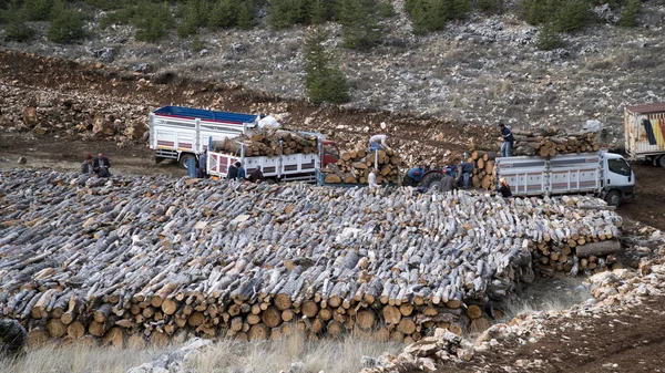 Antalya Kaş - Türkiye, Aralık 2016: İnsanlar kesme ağaçlar için orman piyasada Isıtma satın..
