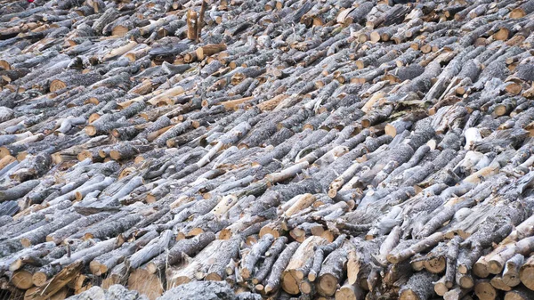 Ormandaki çam günlükleri yığılmış. Ağaçlar arka plan.