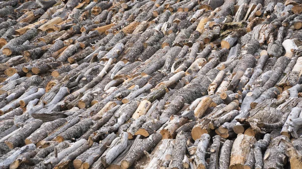 Ormandaki çam günlükleri yığılmış. Ağaçlar arka plan.