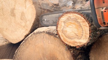Ahşap günlük benzin ahşap kesici tarafından kesilmiş. Portre fotoğraf. Orman işleri