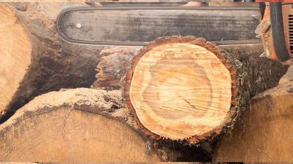 Tronco de madera Cortado por Gasolina Cortador de madera. Fotografía de cerca. Trabajos forestales Fotos de stock libres de derechos