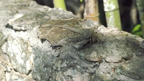 Lagarto en Sugar Loaf Mountain. Río de Janeiro Brasil . — Vídeos de Stock