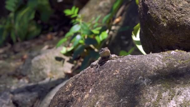 Lagarto en Sugar Loaf Mountain. Río de Janeiro Brasil . — Vídeos de Stock