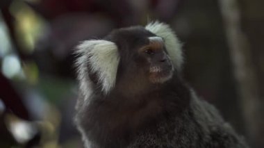 Siyah tufted marmoset (callithrix penicillata), ahşap çatı üzerinde Sagui maymun duran yakın çekim Rio de Janeiro, Brezilya.