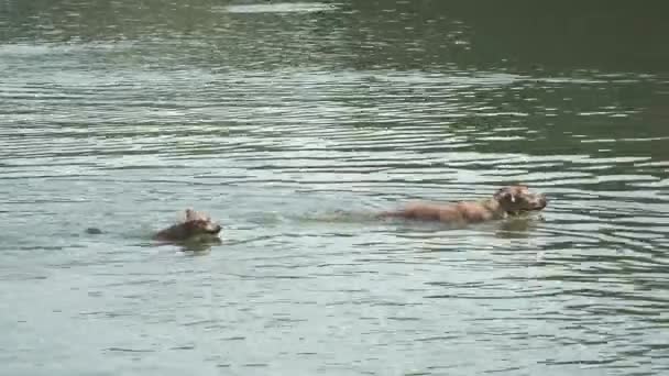 Dogs enjoying at pond. Ibirapuera Park Sao Paulo, Brazil. — Stock Video