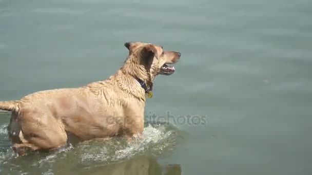 狗在池塘里享受。伊公园圣保罗，巴西. — 图库视频影像