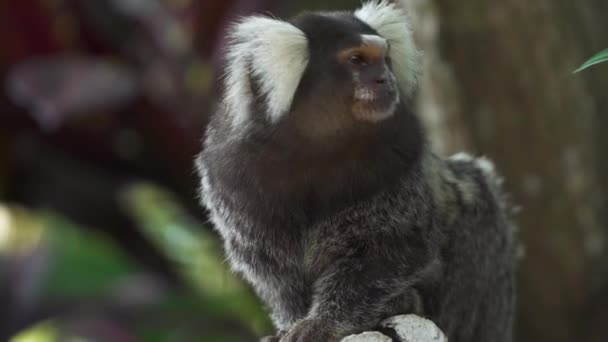 Den svart-tuftade Goeldisapa (callithrix penicillata), Sagui monkey stående på trätak som närbild på Rio de Janeiro, Brasilien. — Stockvideo