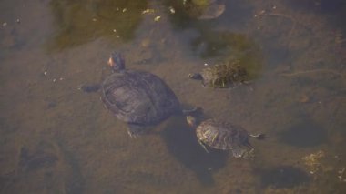 Gölet gölde yüzmeye kaplumbağa aile.