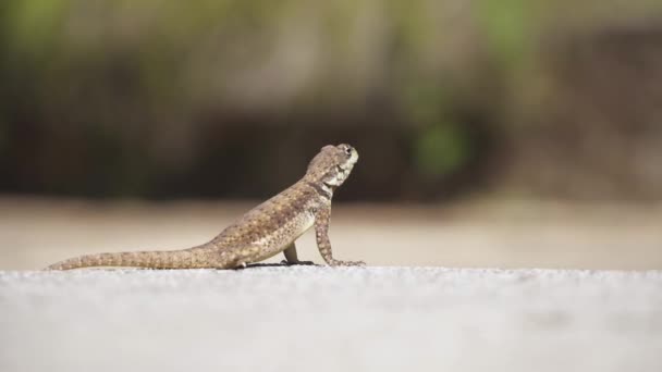 Lézard debout et se déplaçant au Jardin botanique de So Paulo, Brésil .