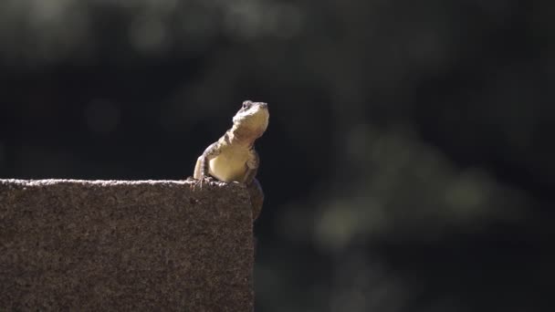 Hagedis Staande Rijdt Met Botanische Tuin Van Paulo Brazilië — Stockvideo