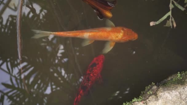 다채로운 Koi 물고기 상파울루 식물원 브라질에서 연못에서 — 비디오