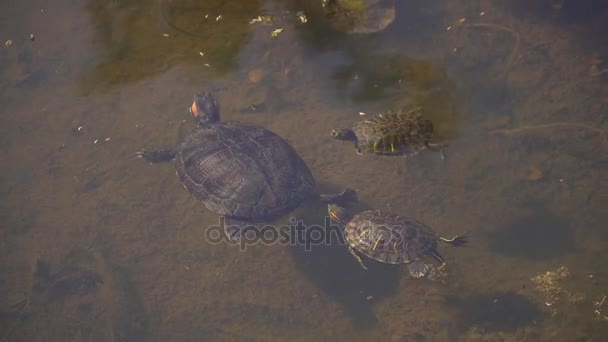 Turtle Family Swimming Pond Lake — Stock Video