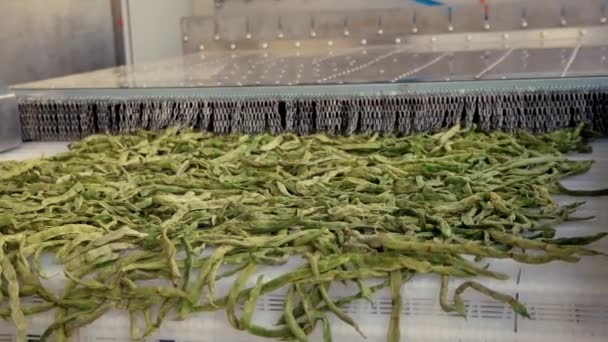 Frijoles Verdes Secos Cinta Transportadora Secado Microondas Industrial Movimiento Lento — Vídeo de stock