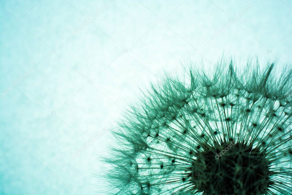 abstract dandelion flower. close up