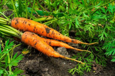 taze olgun hasat havuç Bahçe yere