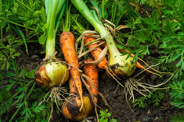 Свежая собранная морковь и луковые луковицы на земле в саду — стоковое фото
