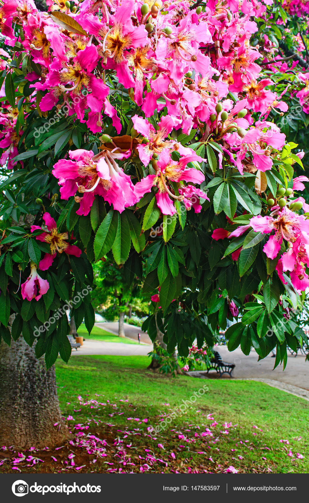 Branche De Fleur Rose Arbre Fleurir Dans Un Parc à Lisbonne
