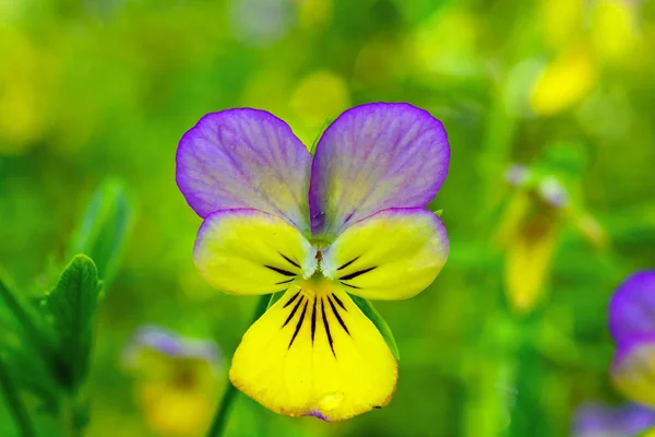 Primer plano de la flor pansy amarilla y púrpura en primavera —  Fotos de Stock