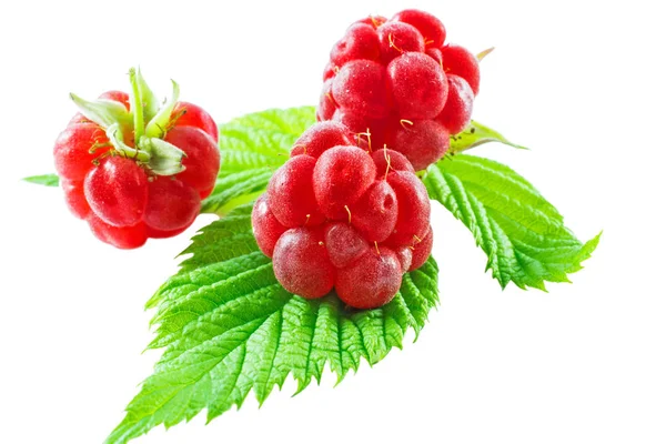 Wild raspberries with leaf isolated on white background — Stock Photo, Image
