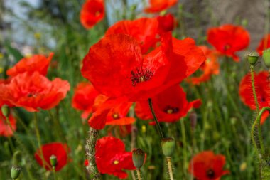 Kırmızı haşhaş çiçekleri alan. yakın çekim