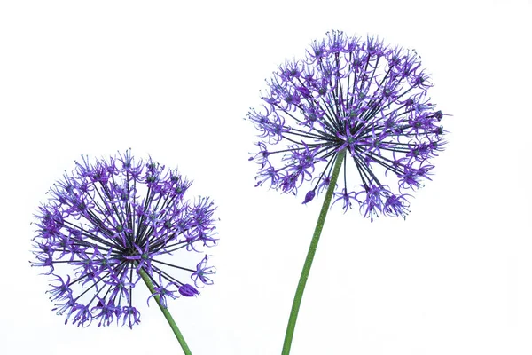 Fiori di alium assomiglia a fiori di tarassaco con gocce d'acqua su un — Foto Stock