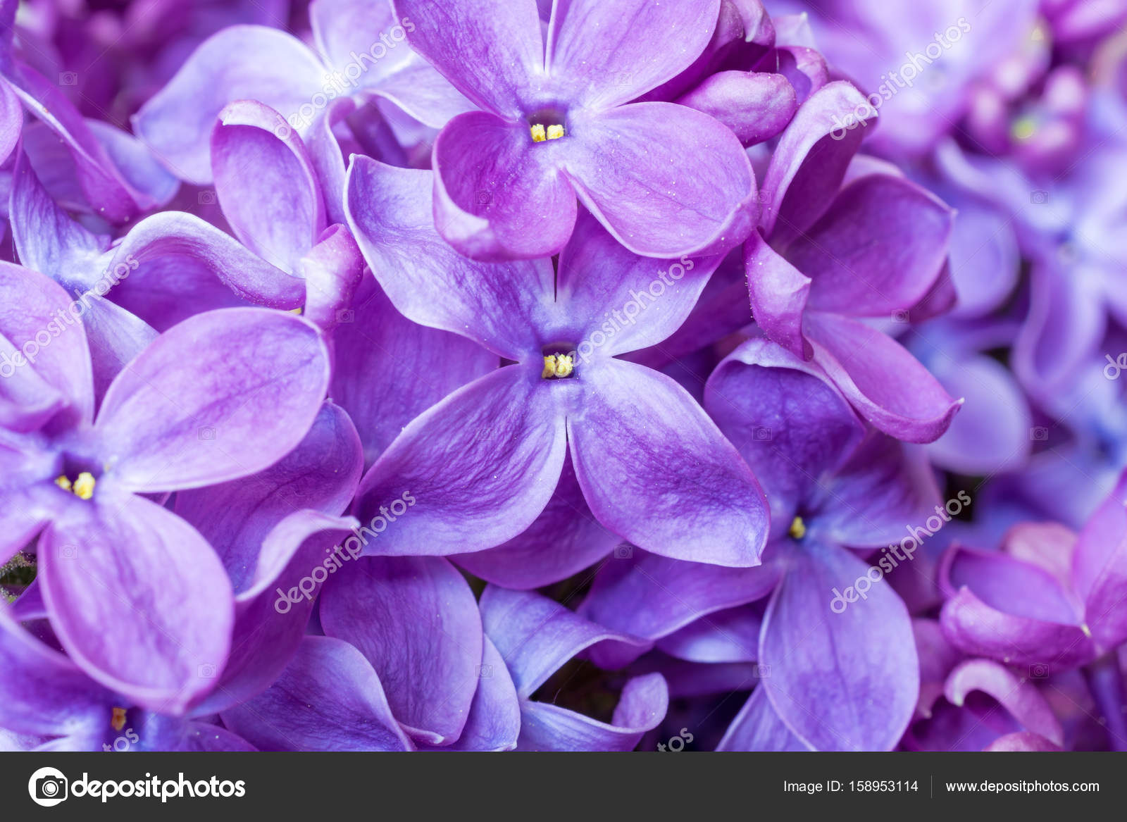 Primavera lila violeta flores textura. fondo floral suave abstracto . —  Foto de stock #158953114 © samael334.gmail.com, image size:1600x1167