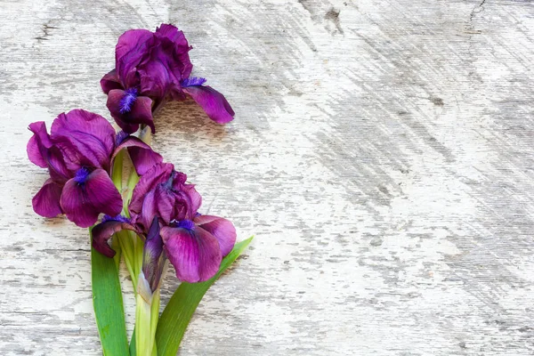 Beyaz ahşap zemin üzerinde mor Iris çiçekler — Stok fotoğraf