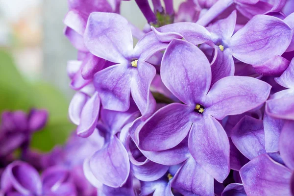 Macro opnamen van voorjaar Lila violette bloemen textuur — Stockfoto