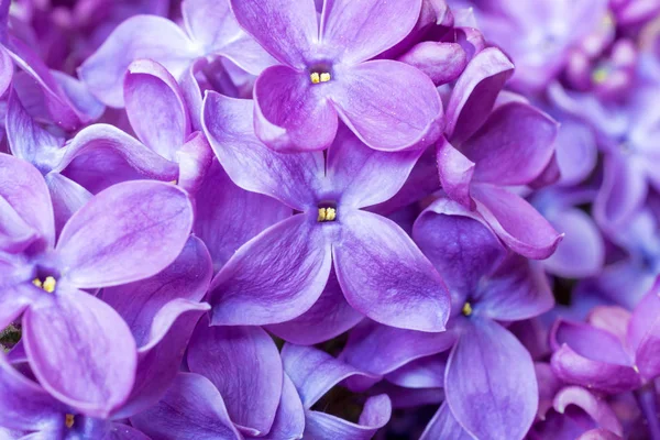 Het patroon van de violette bloemen van het voorjaar lila. abstracte zachte florale achtergrond. — Stockfoto