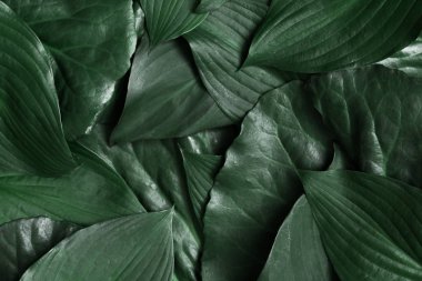 Yeşil yapraklardan oluşan yaratıcı bir düzen. Düz yatıyordu. Doğa arkaplanı