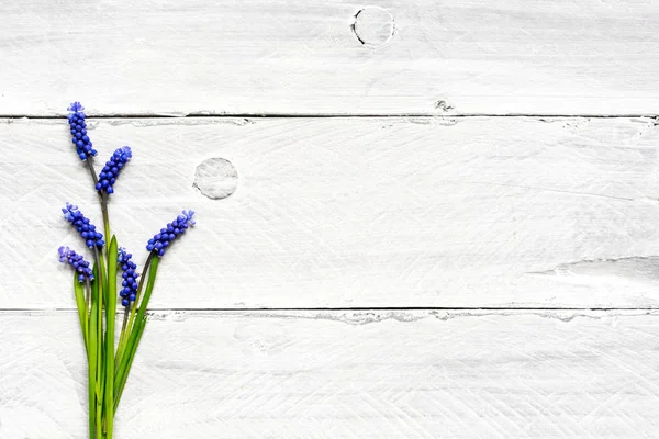 Muscari blauwe bloemen beschermveren over witte houten tafel — Stockfoto