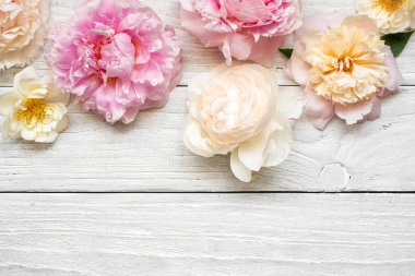 pembe ve kremsi Şakayık çiçekleri ile gül Beyaz ahşap zemin üzerinde. düz yatıyordu. kopya alanı ile Üstten Görünüm